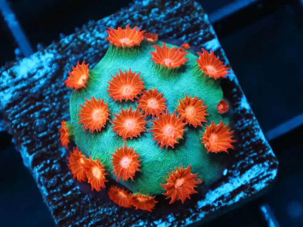 Meteor Shower Cyphastrea; Cultured - Cyphastrea sp.