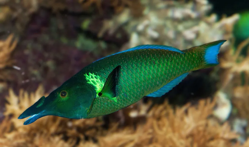 Red Sea Green Bird Wrasse Gomphosus varius - Fish