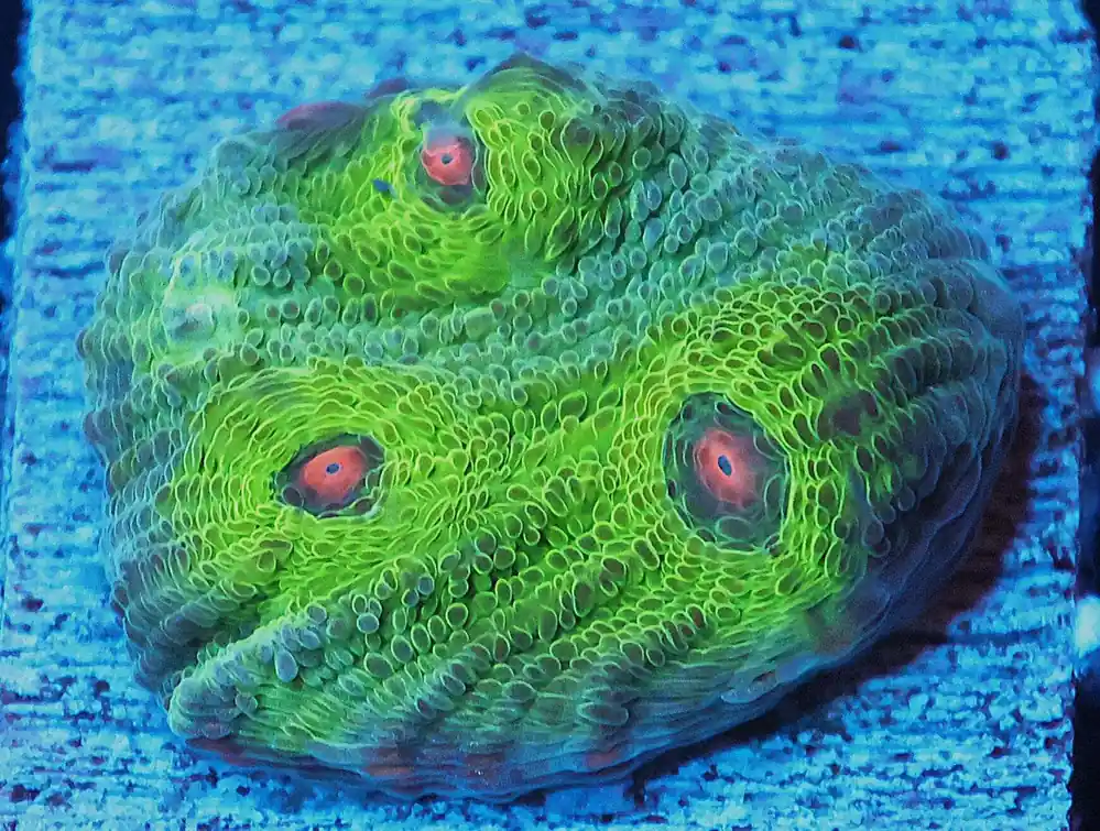 Avatar Chalice; Cultured – Echinophyllia sp. - Saltwater