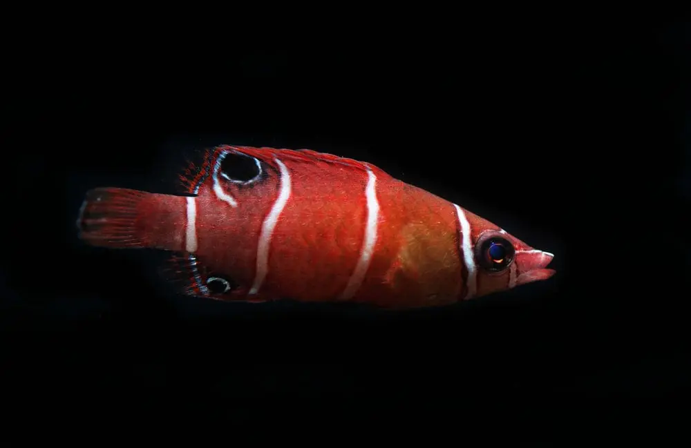 Red Pygmy Possum Wrasse (Flatworm Eater) – Wetmorella triocellata - Fish