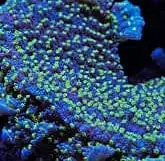 SDC Tubbs Stellata Montipora ENCRUSTING; Cultured – Montipora sp. - Corals