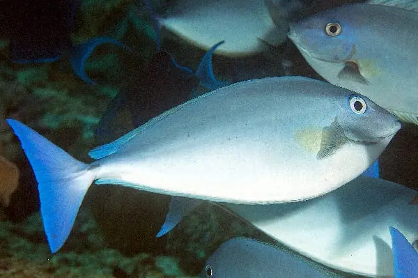 Blue Tail Unicorn Tang Naso caeruleacauda - Fish