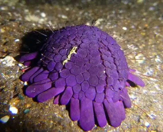 Purple Armored Urchin – Colobocentrotus atratus - Invertebrates