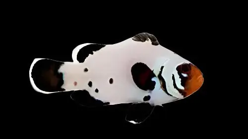 Frostbite Ocellaris Clownfish Amphiprion ocellaris