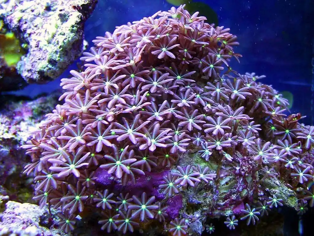 Clove Polyp; Green – Clavularia sp. w/ Scleractinia sp. - Corals