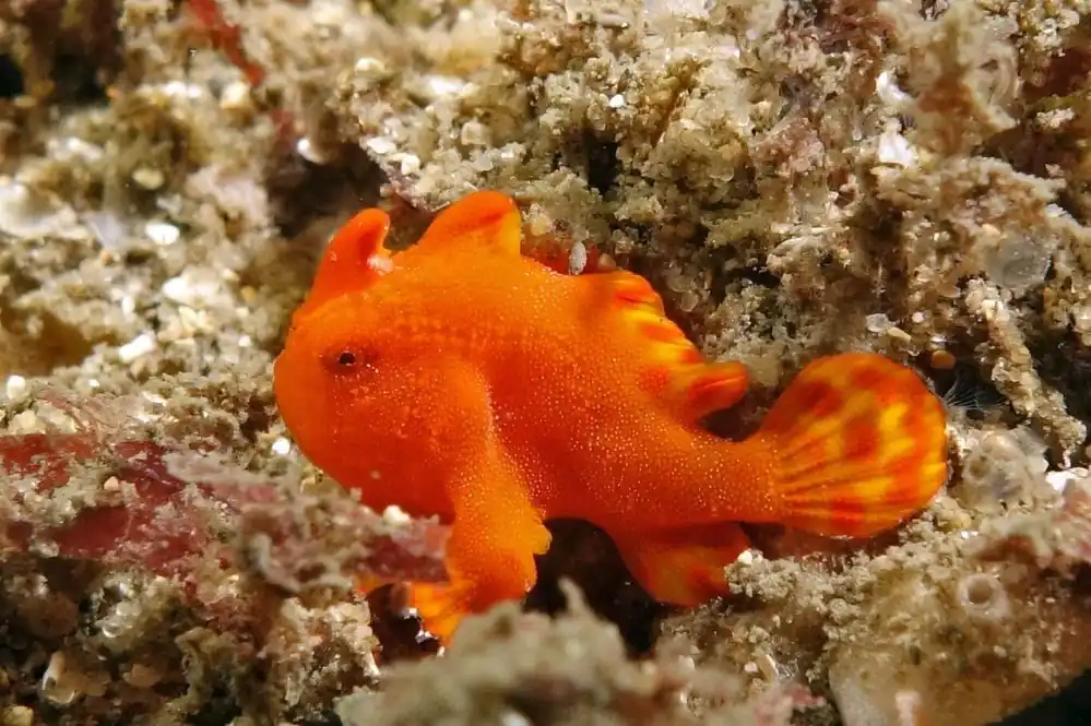 Orange Angler Antennarius pictus - Fish