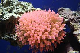 Bubble Anem; Rose – Entacmaea quadricolor - Invertebrates