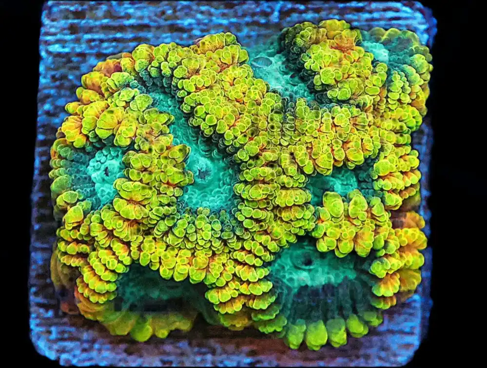 SDC Favia of the Gods; Cultured – Favia sp - Corals