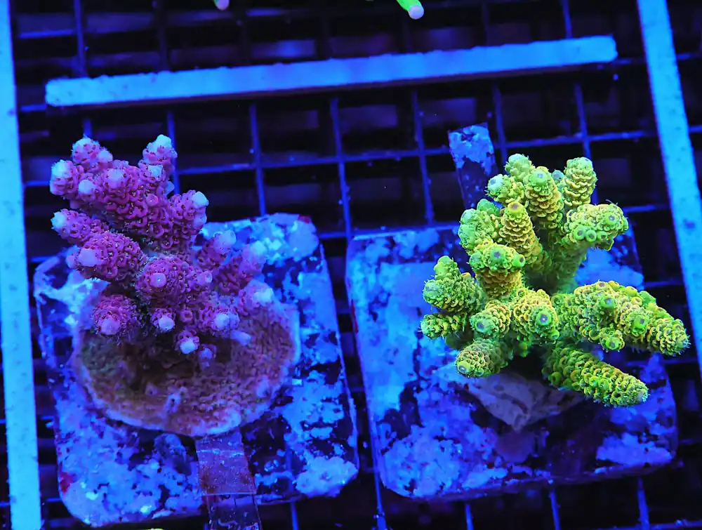 A08 – - Saltwater