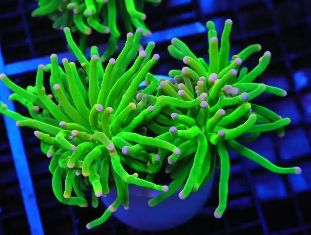 A10 – - Saltwater