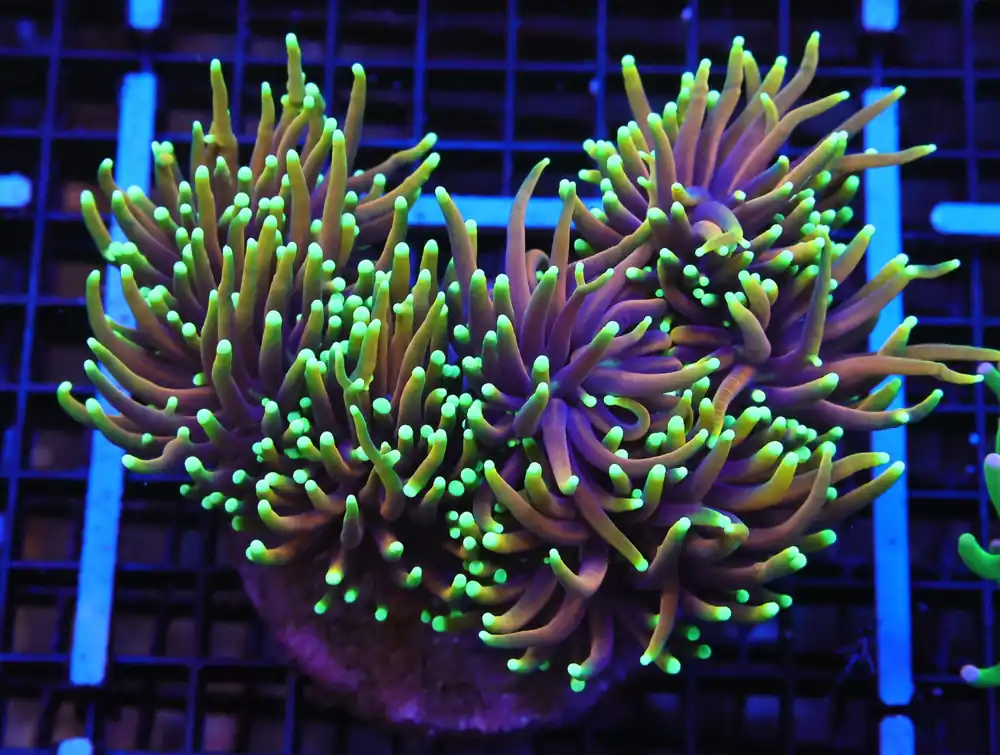 A12 – - Saltwater