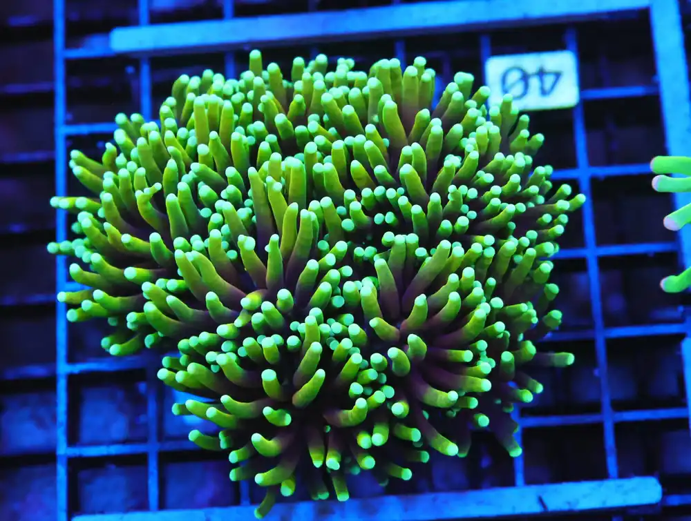 A40 – - Saltwater
