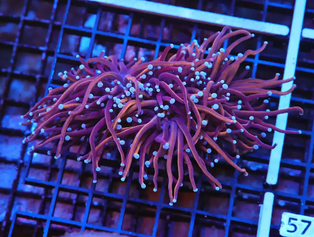 A56 – - Saltwater