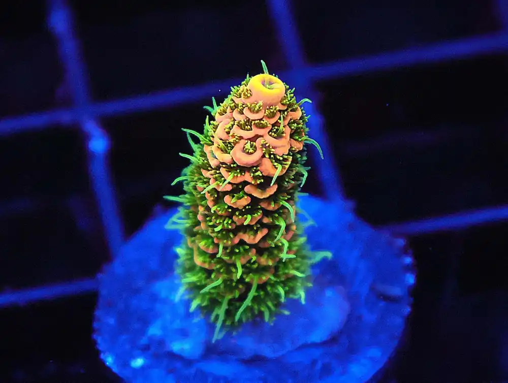 Fuzzy Navel Acropora; Cultured - Acropora sp