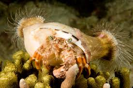 Anemone Hermit Crab – Dardanus pedunculatus - Invertebrates