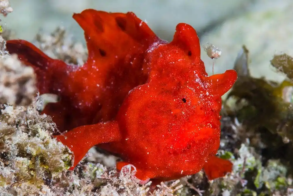 Super Red Anglerfish Antennarius pictus