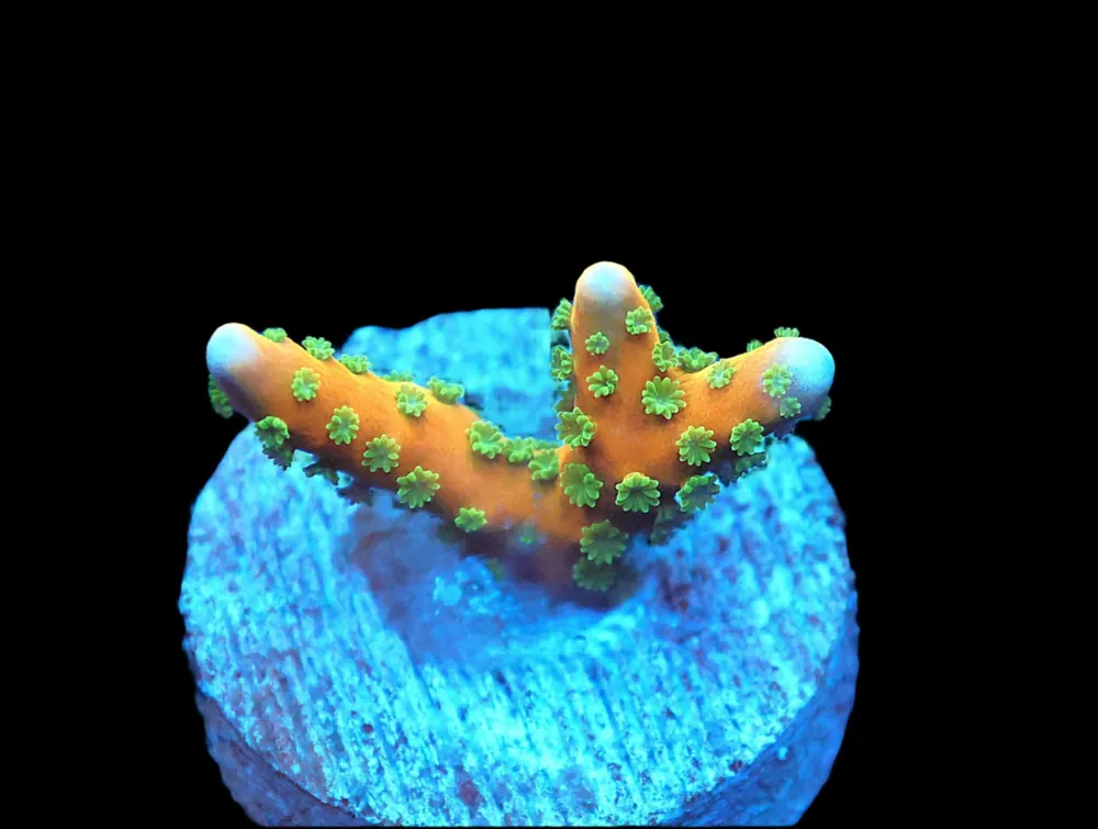 Tropicana Anacropora; Cultured - Anacropora sp
