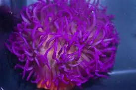 Long Tentacle Anemone; Purple – Macrodactyla doreensis - Invertebrates