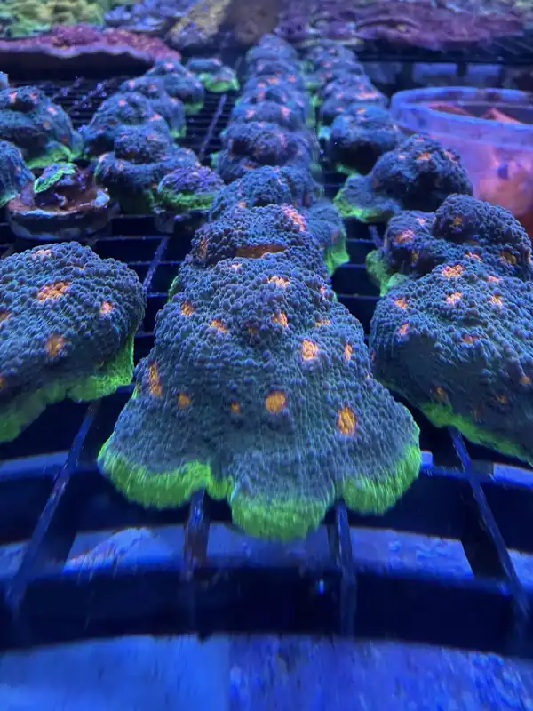 My Miami Chalice Coral - Featured