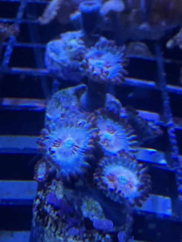 White Zombie Zoanthids Coral - Featured