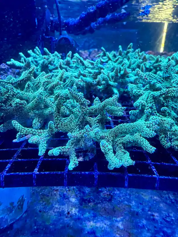 Birdsnest Coral - Featured