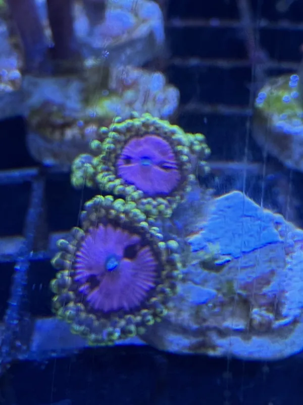 Pink DIamond Zoanthid Coral - Featured