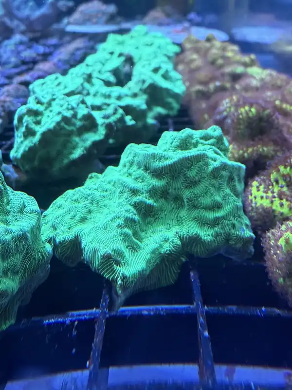 Green Hulk Leptoseris Coral - Featured