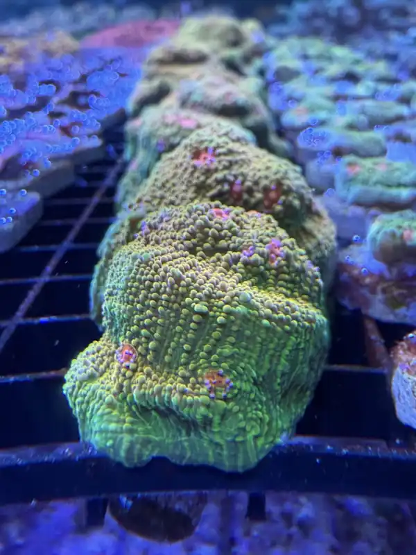3G Mummy Eye Chalice Coral Medium - Featured