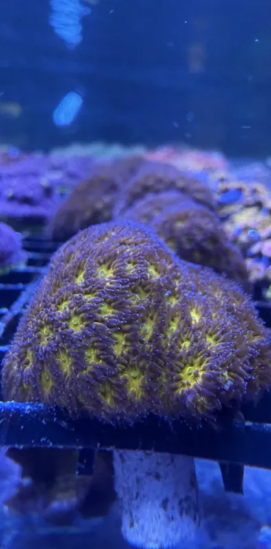 Honeycomb Leptastrea Coral (Medium) - Featured