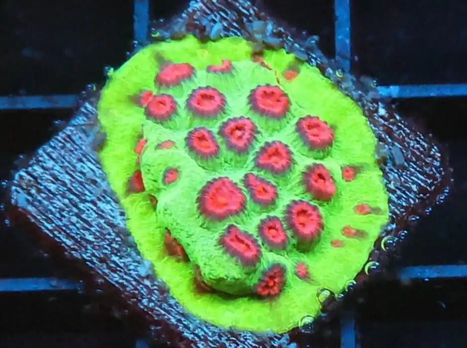 SDC Blood Orange Cyphastrea; Cultured – Cyphastrea sp - Corals