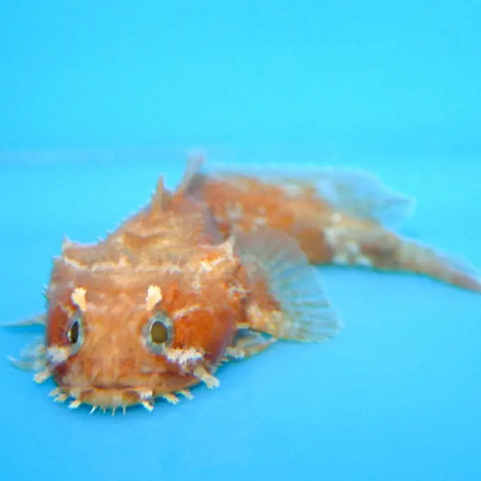 Toadfish; Orange; Atl. – Antennarius sp.