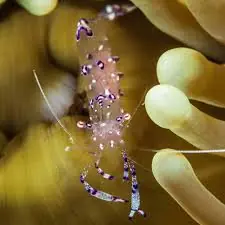 Anemone Shrimp - Periclimenes sp.