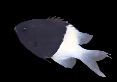 African Bicolor Chromis Chromis dimidiata - Fish