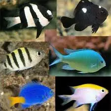 Assorted Damselfish Pomacentrus sp.
