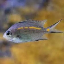 Orange Line Chromis Chromis sp - Fish