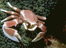 Anemone Crab – Neopetrolisthes sp. - Invertebrates