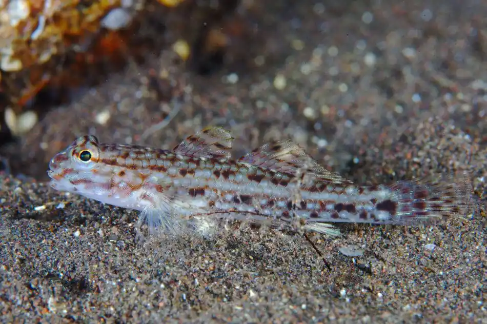 Decorated Sand Goby Istigobius decoratus - Fish