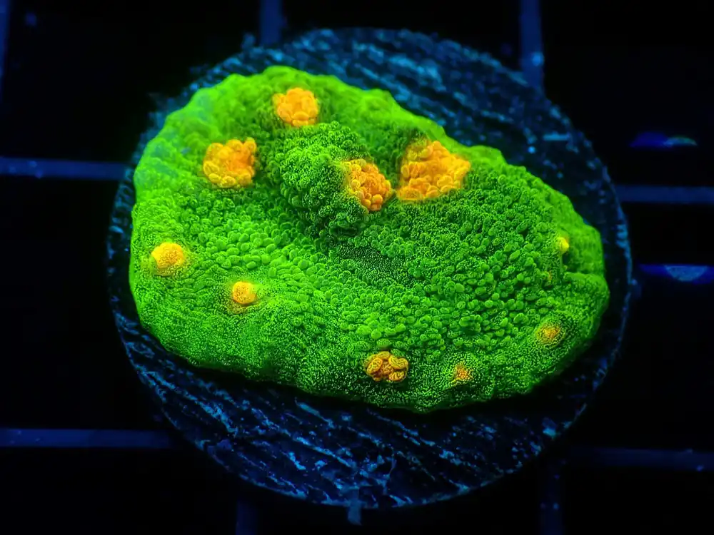 TSA Space Invaders Chalice; Cultured - Echinophyllia sp.