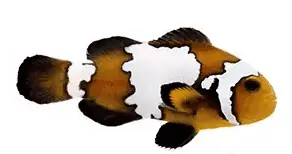 Blacker Ice Ocellaris Clownfish Captive Bred Amphiprion ocellaris