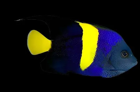 Asfur Angelfish Red Sea Pomacanthus asfur
