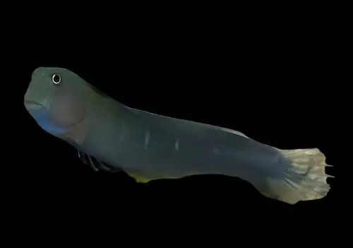 Bicolor Blenny Ecsenius bicolor - Fish