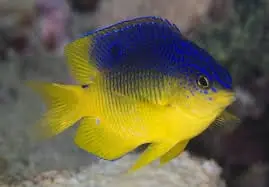 Atlantic Beau Gregory Damsel Stegastes leucostictus - Fish