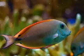 Lavender Tang Acanthurus nigrofuscus - Fish