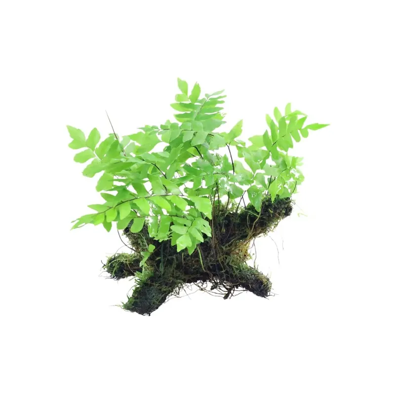 Adiantum Philippense with Vesicularia dubyana - Featured