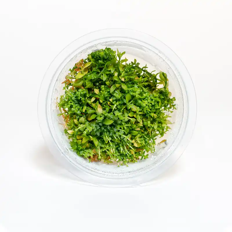 Gratiola Viscidula - Maintenance & Accessories