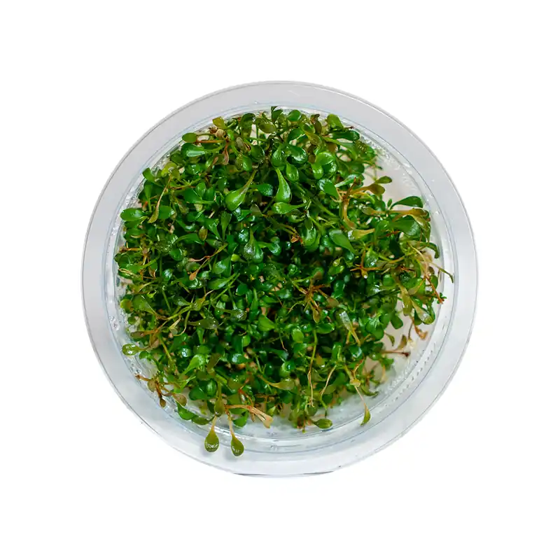 Glossostigma Elatinoides - Maintenance & Accessories