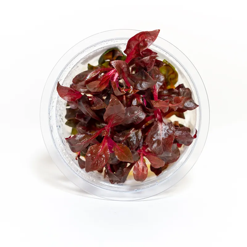 Alternanthera Lilacina - Maintenance & Accessories
