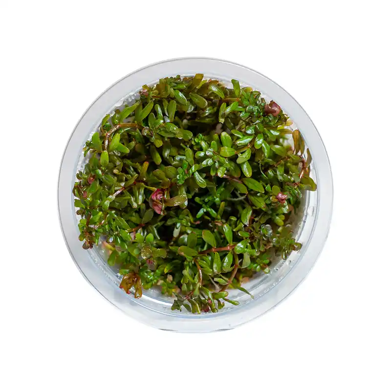 Rotala H’Ra - Maintenance & Accessories