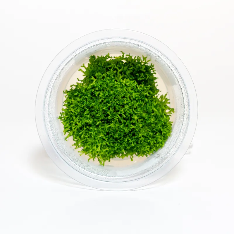Riccia fluitans - Maintenance & Accessories