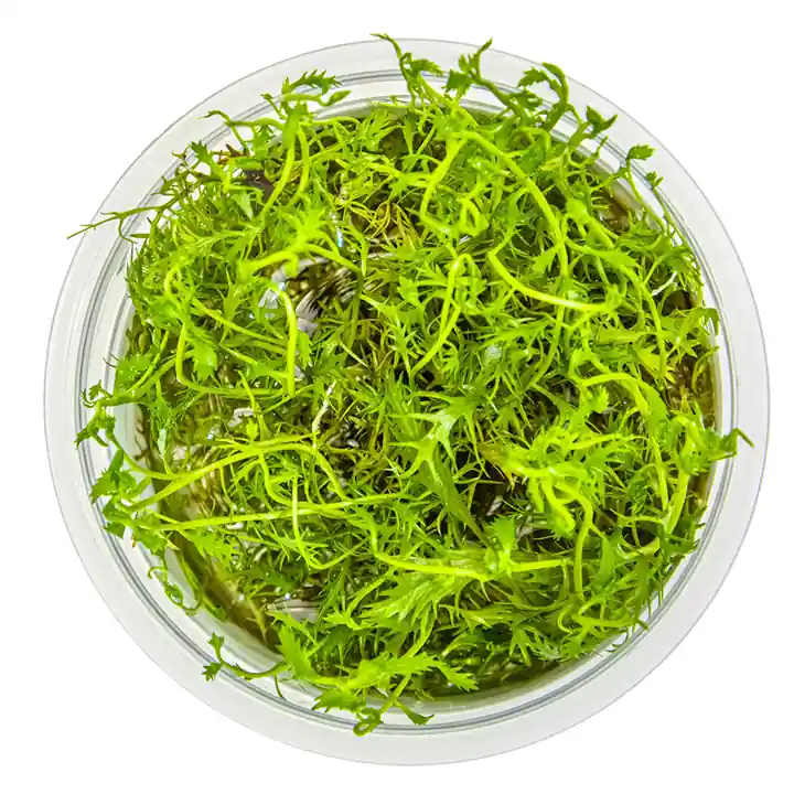 Proserpinaca palustris - Maintenance & Accessories